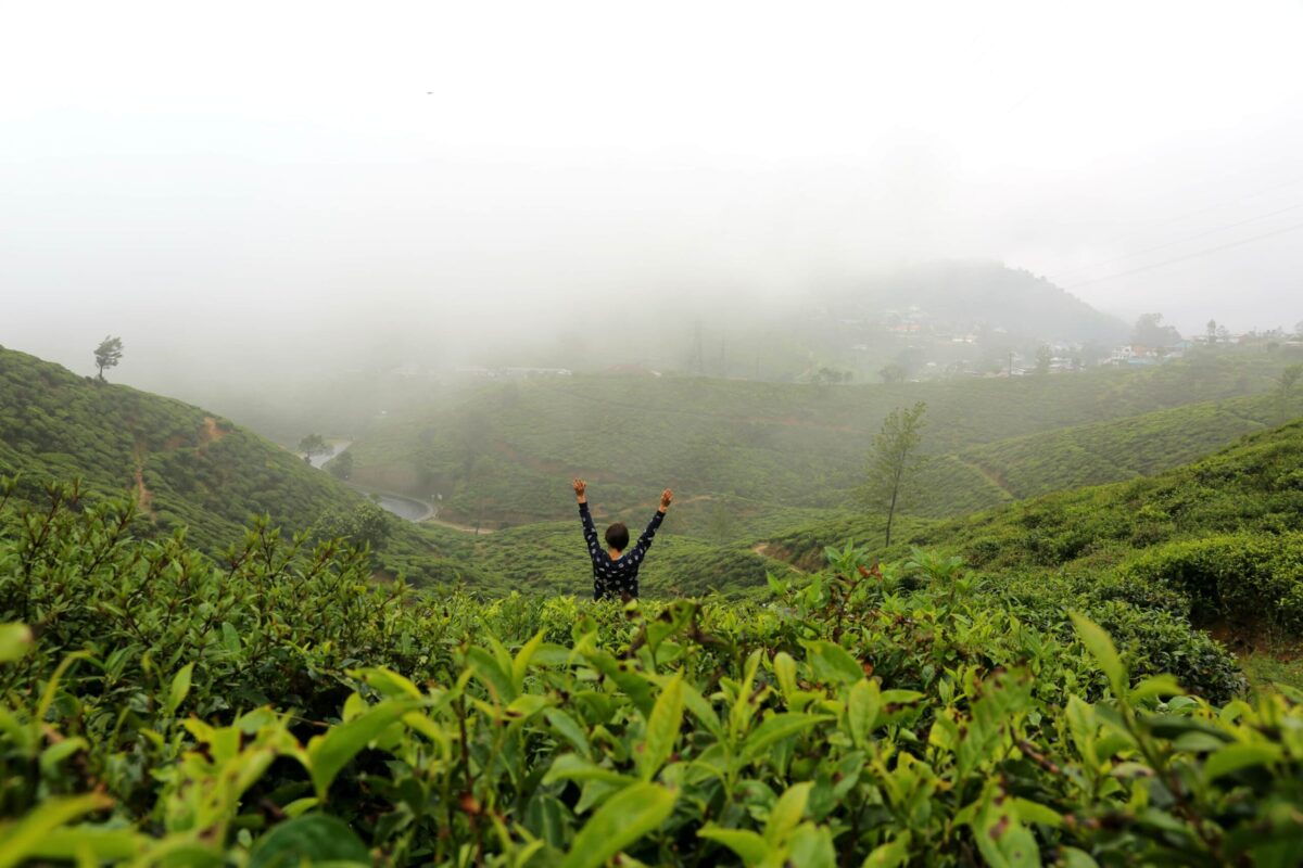 nuwaraeliya-tea-plantation-livo-travels