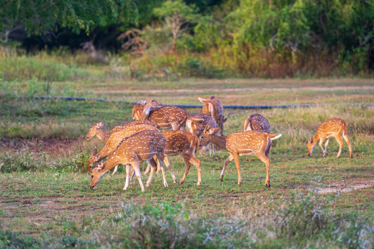 wildlife-adventure-safari-livo-travels-srilanka